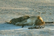 Lioness and cubs, Etosha, Namibia